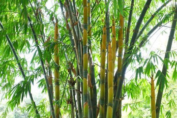 Green bamboo plants with bamboo shoots growing on nature background.