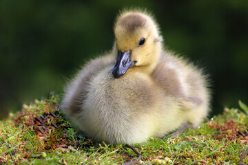 Canada Gosling Eye 02