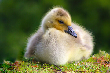 Canada Gosling Eye 05