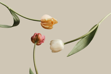 Three tulips on biege backgound