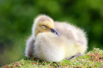 Canada Gosling Rest 01