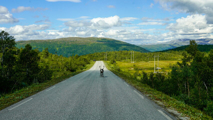Reindeer in a road in Norway  © tajhanson
