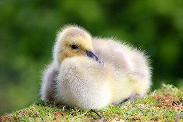 Canada Gosling Rest 02