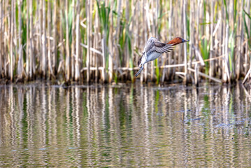 A duck flying off a lake with dried reed showing in the background. Water droplets can be seen falling off the duck