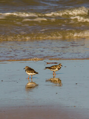 Two Rudy turnstones, Arenaria interpres, with their reflections on the wet sand of a sandy Mozambique beach