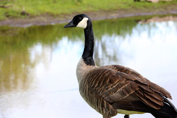 Canada Goose on Water 05