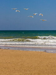 Little white egrets in flight over the tropical turquoise waters and sandy beach along the Mozambique coast.