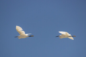 Two little white egrets (Egretta Garzetta) in flight