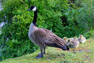 Canada Goose Family 01