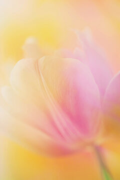 Ethereal spring tulip close up