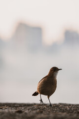 bird portrait with blurred city background