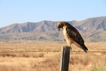 One Talon