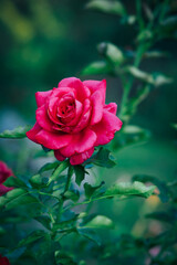 red rose in the garden