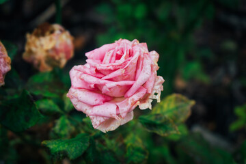 pink rose in garden