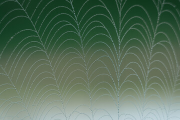 Beautiful spider web pattern