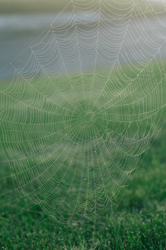 Spider web in morning dew