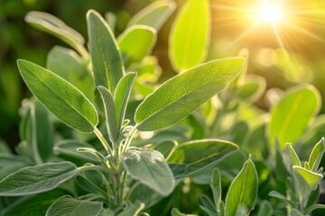 Closeup of a sage plant growing in a garden, with sunlight highlighting its soft, velvety leaves