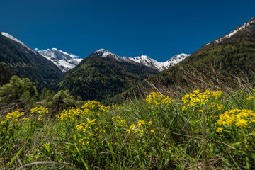 Grund settlement in green valley near Brig town in spring morning