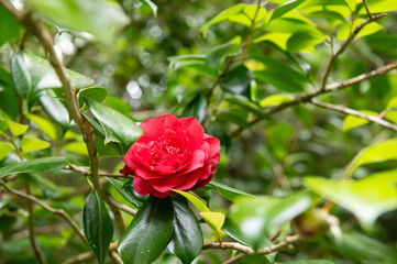 Japanese Camellia (Camellia japonica). Red rose-like blooms camellia flower with evergreen leaves on shrub. Red flower. Postcard. Azores, Portugal