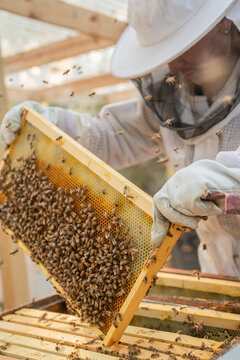 Beekeeper lifting frame out of bee box