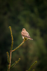 a kestrel female, falco tinnunculus, perched on a spruce tree at a spring day