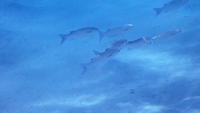School of important commercial fish - gray mullet, scientific name is Mugil cephalus. The fishes inhabit shallow waters of the Black, Red and Mediterranean seas, in commercial fishing and fisheries wi