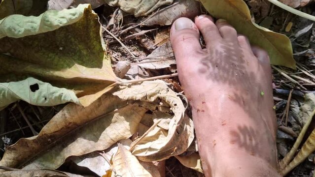Army of Red Ants Crawling on Human Bare Feet Standing on Dry Leaves. A large number of ants of the Formicidae family attack, bite, run on the right leg of a man with a leaf shadow. 