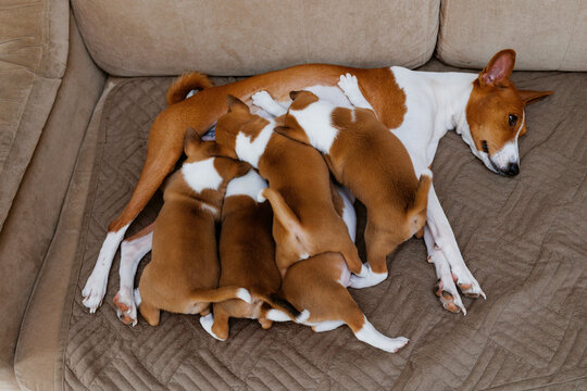 Puppy feeding 