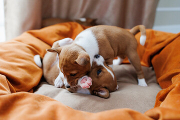 The puppies are playing 