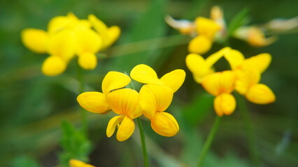 Horned frog
Plant
A species of perennial herbaceous plants of the Lyadvenets genus of the Legume family. Valuable forage plant.