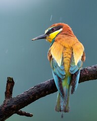 bee-eater 