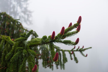 Pink cones on a spruce tree in spring with raindrops on the branches.