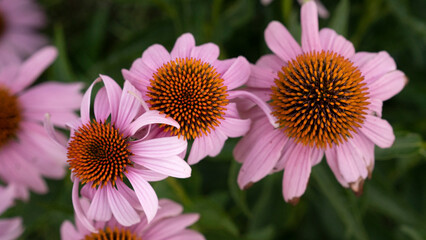 Floral background. Closeup view of Echinacea purpurea Magnus, also known as Purple Coneflower, beautiful flowers blooming in the garden.