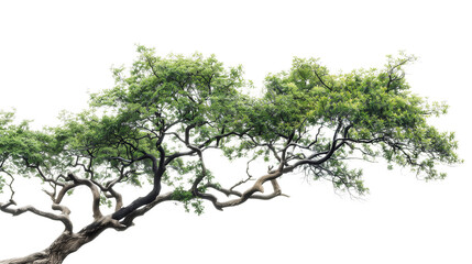 Tree branching on the side isolated on transparent background.