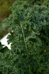 Organic goods. Closeup view of fresh kale leaves growing in the kitchen garden.