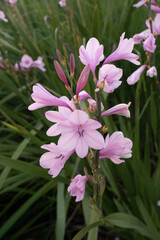 Botany. Spring flowers. Closeup view of Watsonia borbonica, also known as Bugle Lily, stem and tubular flowers of light pink petals, blooming in the garden at sunset.	