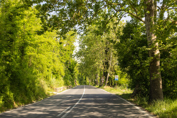 road through a forest in tuscany italy