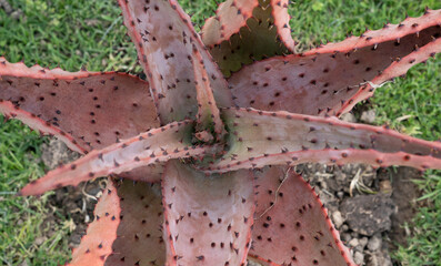 Botany. Closeup view of Aloe ferox, also known as Bitter Aloe, beautiful rosette of long, thorny,...
