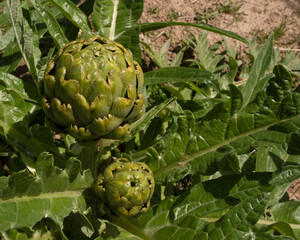 Obraz premium Agriculture. Organic goods. Closeup view of artichoke plant, Cynara cardunculus, edible fruit and green leaves.