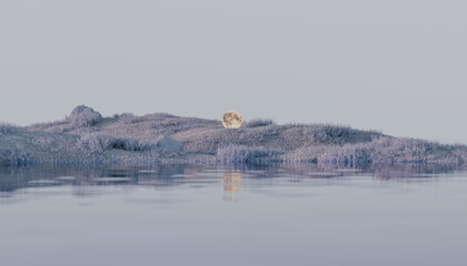 A Moon Roaming Through Landscapes
