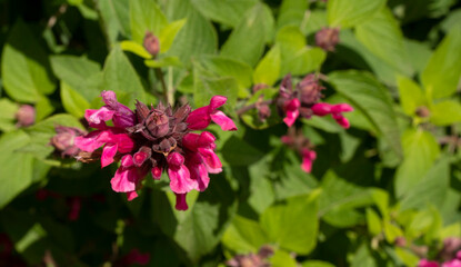 Sage. Closeup view of Salvia involucrata, also known as Roseleaf sage, pink flower blooming in the garden in spring.