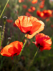 red poppies in the field