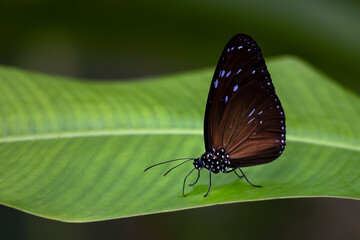 Black Crow Butterfly