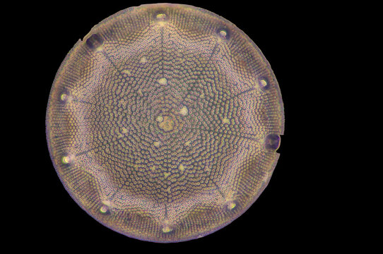 microscopio