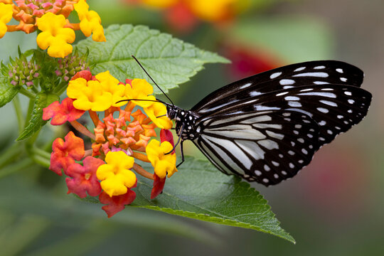Paper Kite Butterfly