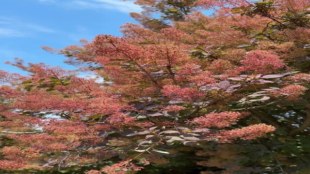 Smoke Bush Purple Cotinus coggygria tree, vertical video.