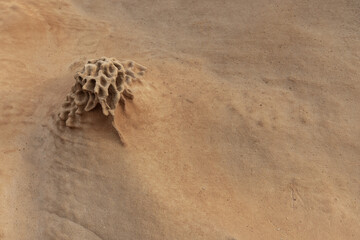 Sandstone Formation with Honeycomb Weathering