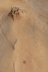 Obraz premium Sandstone Formation with Honeycomb Weathering