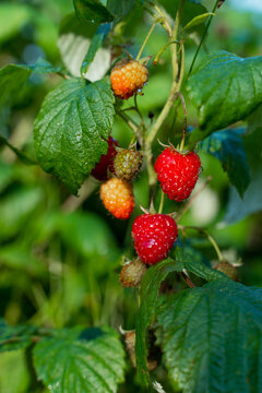Ripe red raspberry after rain on the branch in garden