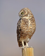 Pequén, búho, posado en un poste a la luz del sol